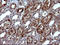 Serpin Family B Member 3 antibody, LS-C788346, Lifespan Biosciences, Immunohistochemistry frozen image 