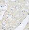 Pleckstrin antibody, FNab06532, FineTest, Immunohistochemistry frozen image 