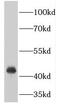 Programmed Cell Death 2 antibody, FNab06238, FineTest, Western Blot image 