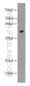 AlkB Homolog 4, Lysine Demethylase antibody, 19882-1-AP, Proteintech Group, Western Blot image 