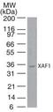 XIAP Associated Factor 1 antibody, PA1-41099, Invitrogen Antibodies, Western Blot image 
