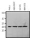 RAP1A, Member Of RAS Oncogene Family antibody, MA1-013, Invitrogen Antibodies, Western Blot image 