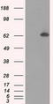 Guanylate Binding Protein 2 antibody, LS-C114751, Lifespan Biosciences, Western Blot image 