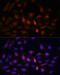 Proteasome subunit alpha type-7 antibody, 19-258, ProSci, Immunofluorescence image 