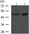 TAZ antibody, TA324034, Origene, Western Blot image 