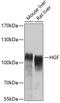 Hepatocyte Growth Factor antibody, 14-198, ProSci, Western Blot image 