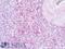 Leukotriene B4 Receptor antibody, LS-A1494, Lifespan Biosciences, Immunohistochemistry frozen image 