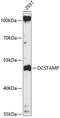 Dendrocyte Expressed Seven Transmembrane Protein antibody, 15-641, ProSci, Western Blot image 