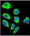 Protocadherin Gamma Subfamily A, 8 antibody, NBP2-30028, Novus Biologicals, Immunofluorescence image 