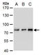 Transcription Factor 3 antibody, GTX129237, GeneTex, Western Blot image 