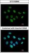 XPC Complex Subunit, DNA Damage Recognition And Repair Factor antibody, GTX102840, GeneTex, Immunofluorescence image 