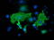 SH2B adapter protein 3 antibody, TA502762, Origene, Immunofluorescence image 