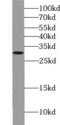 HMG1 antibody, FNab03924, FineTest, Western Blot image 