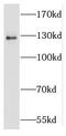 RNA Binding Motif Protein 26 antibody, FNab07172, FineTest, Western Blot image 