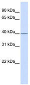 Acyl-CoA Dehydrogenase Short Chain antibody, TA336254, Origene, Western Blot image 
