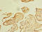 Zinc Finger DHHC-Type Containing 3 antibody, CSB-PA882141LA01HU, Cusabio, Immunohistochemistry frozen image 