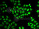 EWS RNA Binding Protein 1 antibody, A1690, ABclonal Technology, Immunofluorescence image 