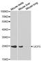 Uncoupling Protein 3 antibody, MBS127022, MyBioSource, Western Blot image 