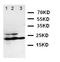 C-C Motif Chemokine Ligand 1 antibody, LS-C312682, Lifespan Biosciences, Western Blot image 