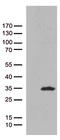 Caveolin 1 antibody, TA812677, Origene, Western Blot image 