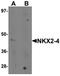 NK2 Homeobox 4 antibody, orb75737, Biorbyt, Western Blot image 