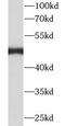 Tryptophan Hydroxylase 1 antibody, FNab08884, FineTest, Western Blot image 