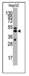 Adenosylhomocysteinase antibody, AP12360PU-N, Origene, Western Blot image 