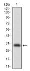 CCAAT/enhancer-binding protein alpha antibody, AM06746PU-N, Origene, Western Blot image 