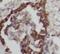 Mitogen-Activated Protein Kinase 8 antibody, FNab04444, FineTest, Immunohistochemistry frozen image 