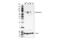 Angiopoietin 2 antibody, 50697S, Cell Signaling Technology, Western Blot image 
