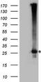 Exosome Component 1 antibody, CF808512, Origene, Western Blot image 