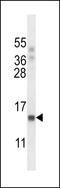 RNA Polymerase II Subunit J antibody, LS-C163855, Lifespan Biosciences, Western Blot image 