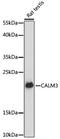 Calmodulin antibody, LS-C749526, Lifespan Biosciences, Western Blot image 