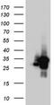 RNA Transcription, Translation And Transport Factor antibody, TA804056S, Origene, Western Blot image 