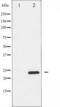 h12 antibody, TA325812, Origene, Western Blot image 