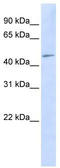 Nucleolus And Neural Progenitor Protein antibody, TA336054, Origene, Western Blot image 