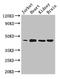 Docking Protein 2 antibody, LS-C677721, Lifespan Biosciences, Western Blot image 
