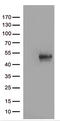 B7 antibody, TA812361S, Origene, Western Blot image 