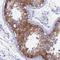 Prostaglandin E Synthase antibody, NBP1-87852, Novus Biologicals, Immunohistochemistry frozen image 