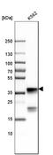 Nucleophosmin 1 antibody, HPA011384, Atlas Antibodies, Western Blot image 