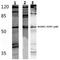Monocarboxylate transporter 6 antibody, A14701, Boster Biological Technology, Western Blot image 