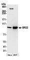 Bromodomain Containing 2 antibody, A500-014A, Bethyl Labs, Western Blot image 