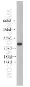 Potassium Voltage-Gated Channel Subfamily E Regulatory Subunit 4 antibody, 18289-1-AP, Proteintech Group, Western Blot image 