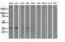 Aldo-Keto Reductase Family 1 Member A1 antibody, LS-B15868, Lifespan Biosciences, Western Blot image 