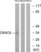 Olfactory Receptor Family 4 Subfamily C Member 6 antibody, abx015426, Abbexa, Western Blot image 
