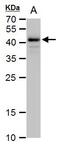 POU Class 5 Homeobox 1 antibody, PA5-27438, Invitrogen Antibodies, Western Blot image 