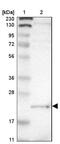 LITAF antibody, NBP1-83473, Novus Biologicals, Western Blot image 