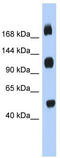KIAA1211 Like antibody, TA335109, Origene, Western Blot image 