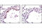 p53 antibody, 2526S, Cell Signaling Technology, Immunohistochemistry paraffin image 
