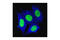 Cytokeratin Pan  antibody, 4528S, Cell Signaling Technology, Immunocytochemistry image 